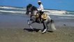 UN CHEVAL DANSE LA COUNTRY SUR  LA  PLAGE  - A HORSE DANCE THE COUNTRY ON THE BEACH
