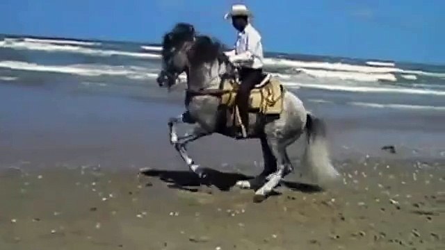 UN CHEVAL DANSE LA COUNTRY SUR LA PLAGE - A HORSE DANCE THE COUNTRY ON THE BEACH
