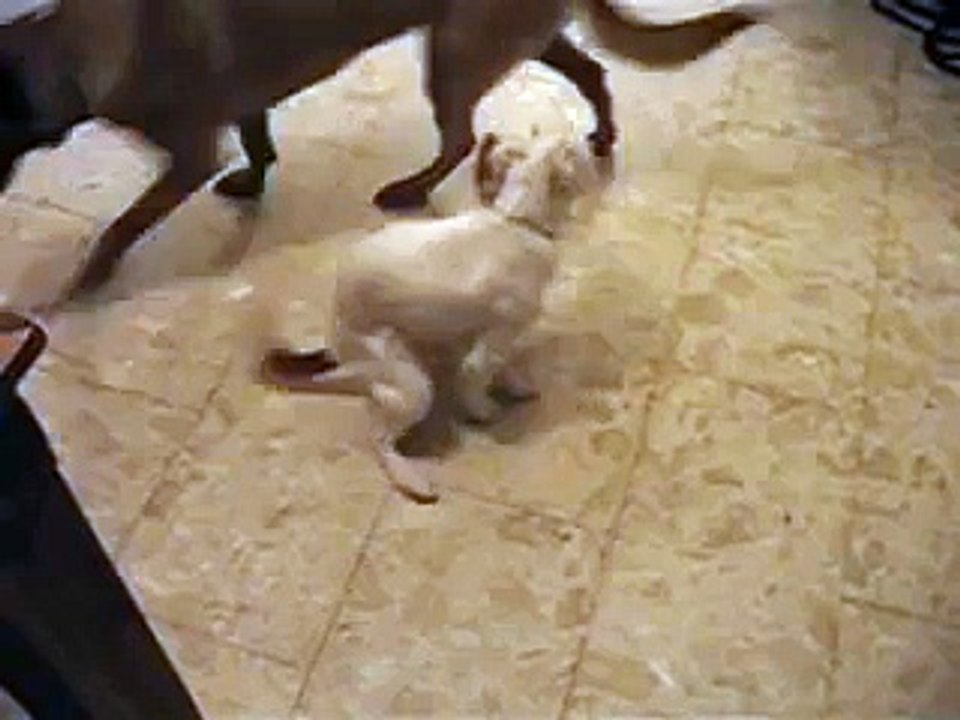 Dog humping the air and loving it