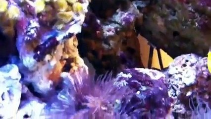 אקווריום מים מלוחים נאנו ריף של ניר