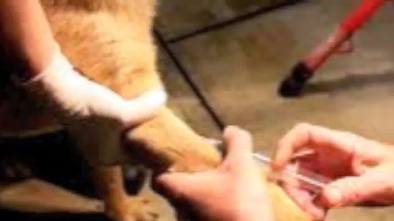 stop dog euthanasia today