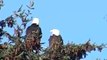 Wild Bald Eagles Building Nest
