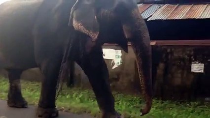 Animal Domestic Elephant in Sri Lanka safari topten@world