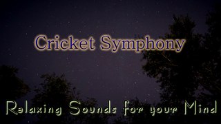 Nature Sounds for Relaxing, Meditation & Sleep...Night Time Crickets