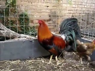 Johnnie Jumper Fowl, Brood Yards 2013, Video 2