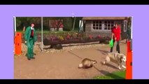 when Animal Attacks Compilation 2015 HD|when animal attack at the Zoo|animal attack human