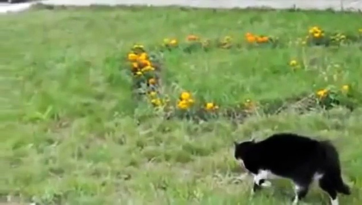 Dog attack cat FIGHT! Who wins ?!!
