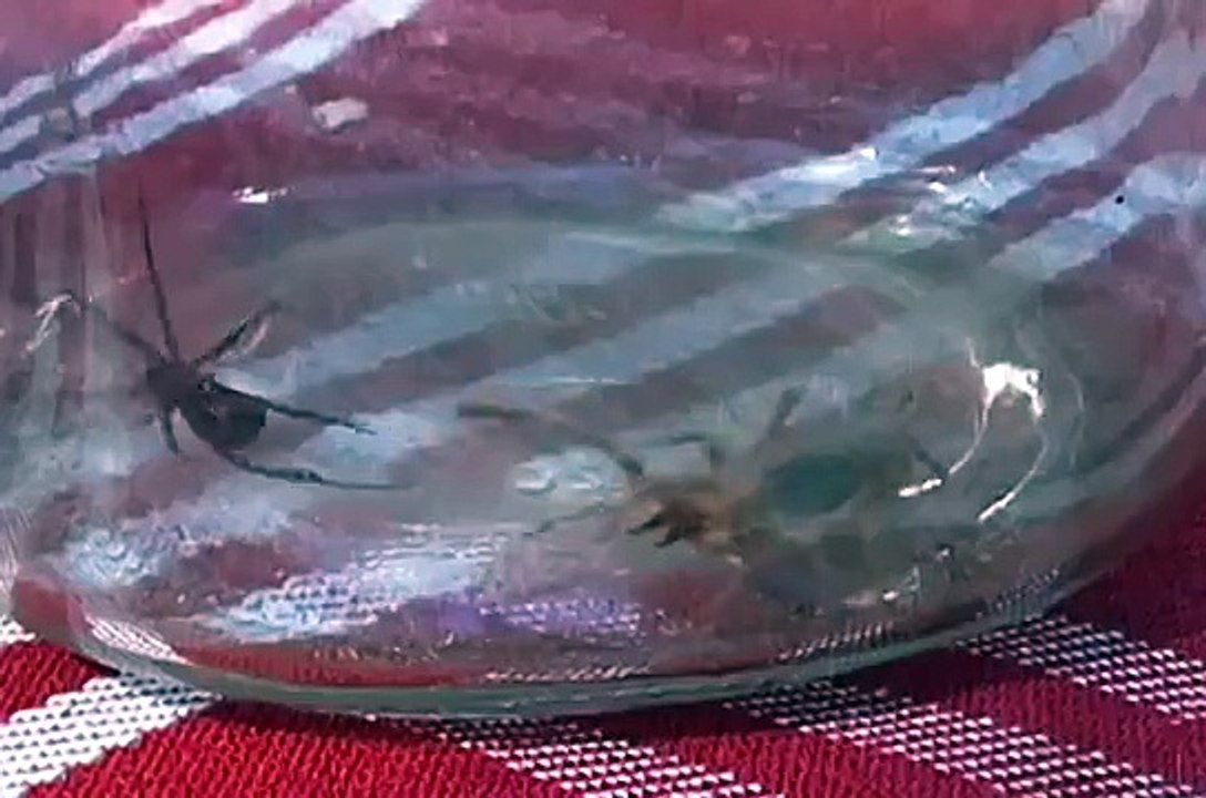 Black Widow Vs. Camel Spider