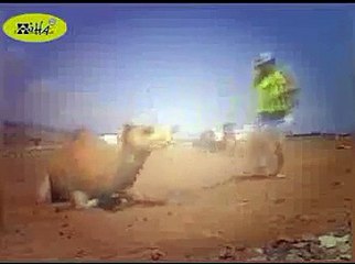 Funny Animal Videos Funny Animal Attacks Caught On Tape 2011