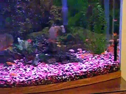 piranhas in fish tank
