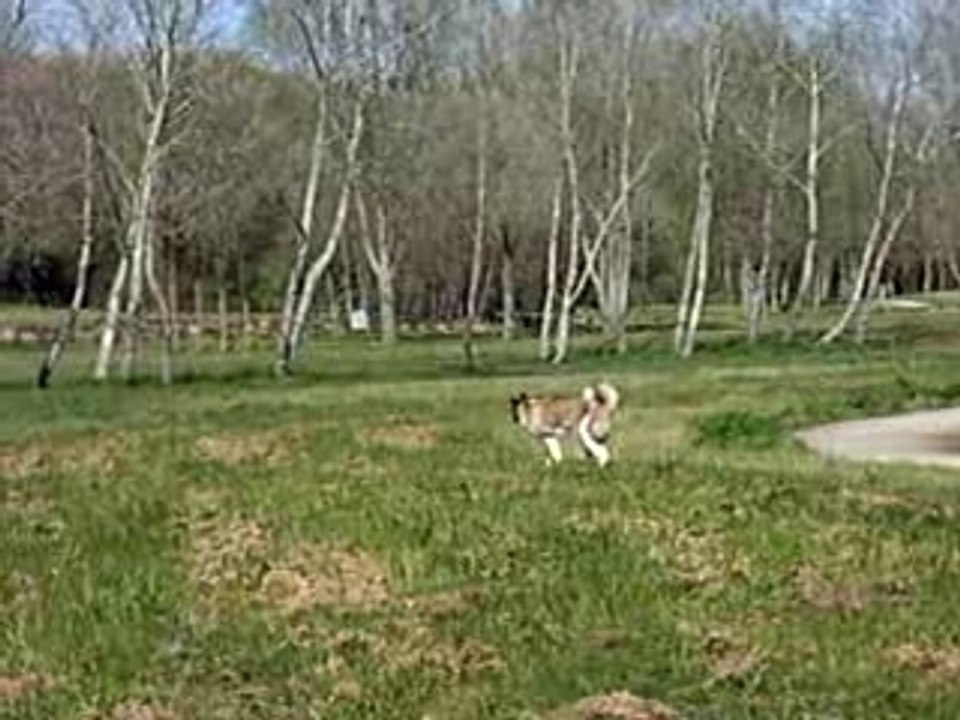 la chasse aux papillons