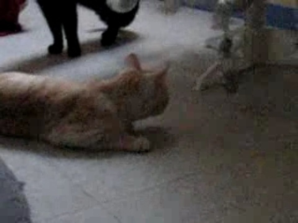 Ta maladie l'ataxie cérebelleuse