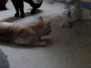 Ta maladie l'ataxie cérebelleuse