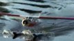 RC E-flite Beaver and Cub on floats