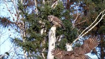 Barred Owl pair calling