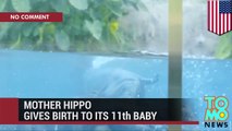 Hippo baby: mother gives birth to her 11th baby at San Diego Zoo