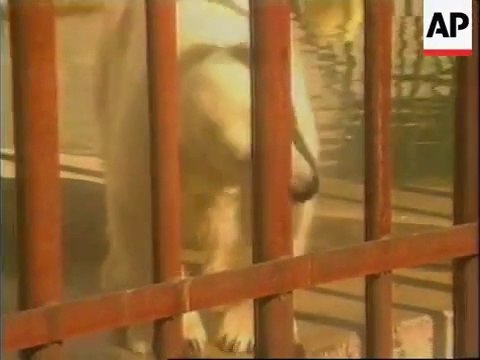 Bear attacks to much curious Australian Tourist in Alaska Zoo - Want a selfie?