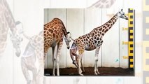 After a 15 month pregnancy, giraffe at Dutch zoo gives birth