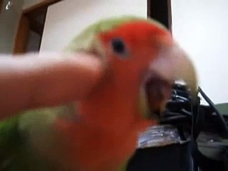My Love Bird