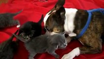 Dog with 5 orphaned kittens