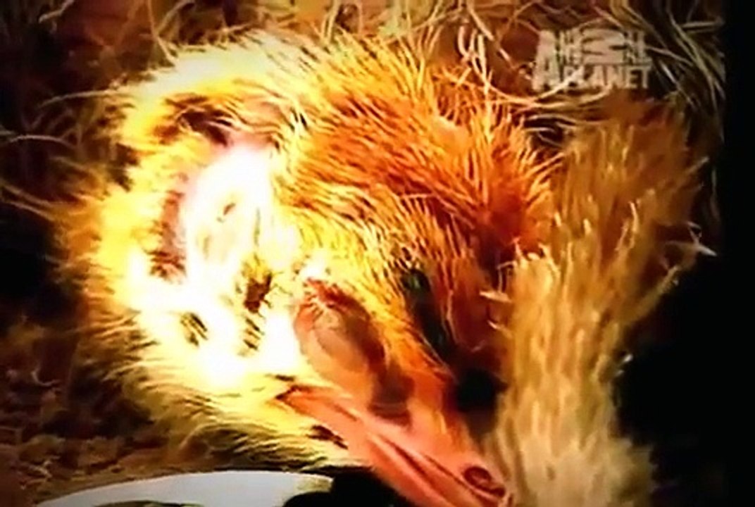 Discovery Channel Documentary Animal Planet  National Geographic  Ostrich Documentary