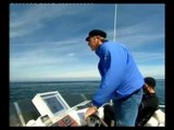 Basking Sharks in Ireland