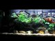 aquarium cichlides sud Américain