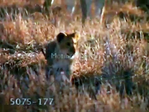 The Real Lion King | He Lives In You (Dutch)