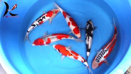 Aqua Contor Japan Koi Import / Export - Grosshandel