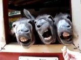 Altaf Hussain Speech & Donkeys Response - Hilarious Clip