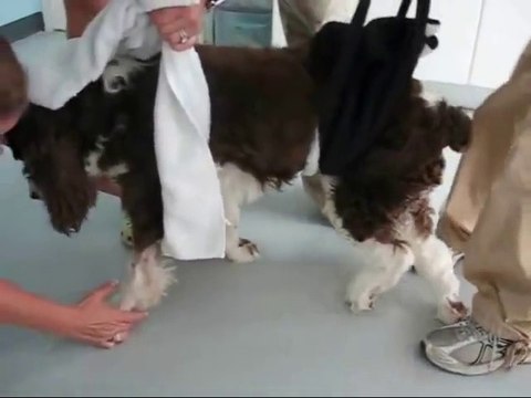 Rééducation d'un chien quadriplégique