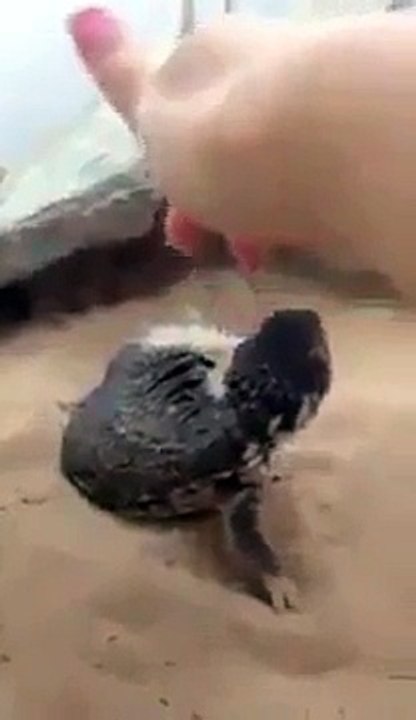 (2) Funniest Short Videos_2 reptile