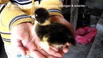 Hatching duck eggs using broody chicken hens - A mother's love