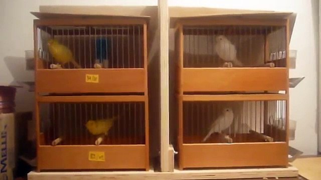 MALINOIS WATERSLAGER STAMM A34 2010 B83 2009 C72 2010 D7 2010