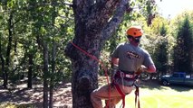Tree Service in RIchmond, VA trimming off tree branches