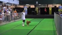 Dog Dancing Dancing Queen
