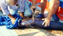 Swordfish hunting coming to an end? | Focus on Europe