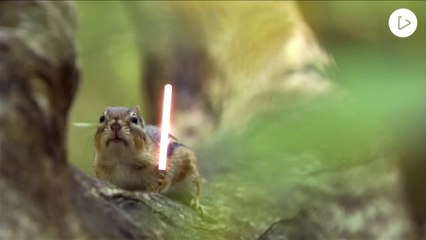 Un duel au sabre laser entre...des écureuils !