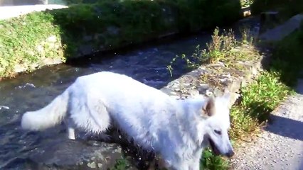 Igloo berger blanc suisse travail sur mouton