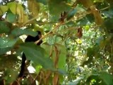 Costa Rica Manuel Antonio National Park Monkeys and Beaches