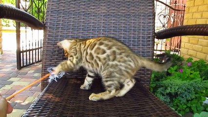 Бенгальский котик №2