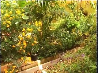 Exotische Schmetterlinge im Schmetterlingshaus im Allgäu