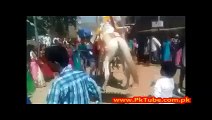 Funny Groom Fall from the Dancing Horse