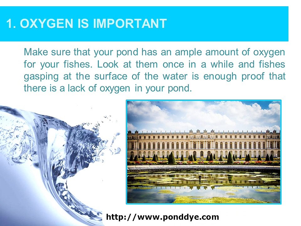 How to Take Care of Your Pond During Summer - AquaDye Pond Dyes