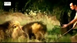 The Lion Man Kevin Richardson - National Geographic Animals 2014 HD Documentary
