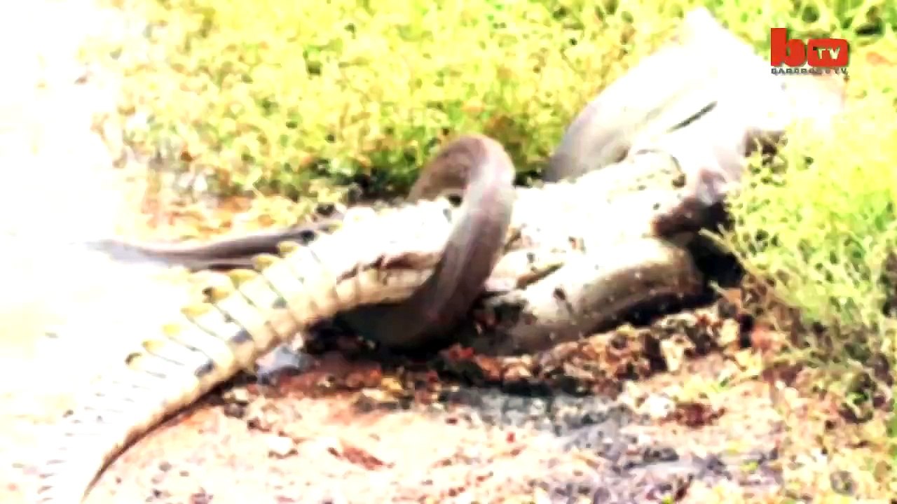 Caught On Camera- Snake Devours Crocodile After 5 Hour Battle