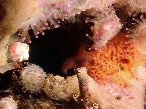 BBC Lost Worlds Vanished Lives 4 of 4