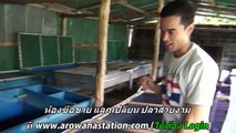 Arowana Farm ตอนจบ
