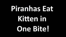 Piranhas Eat Kitten in One Bite!