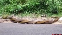SNAKES MATING - Amazing Video Footage